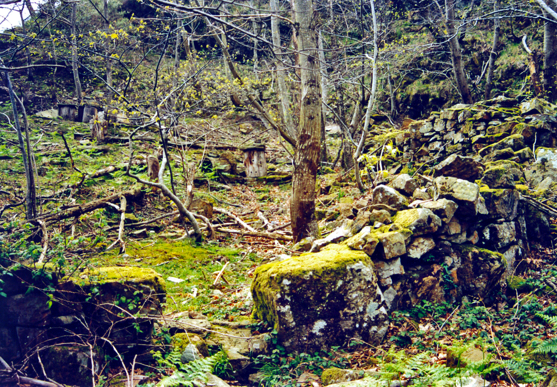 Remains of Los Cepos Vinagre apiary. Miguel Sabino Díaz