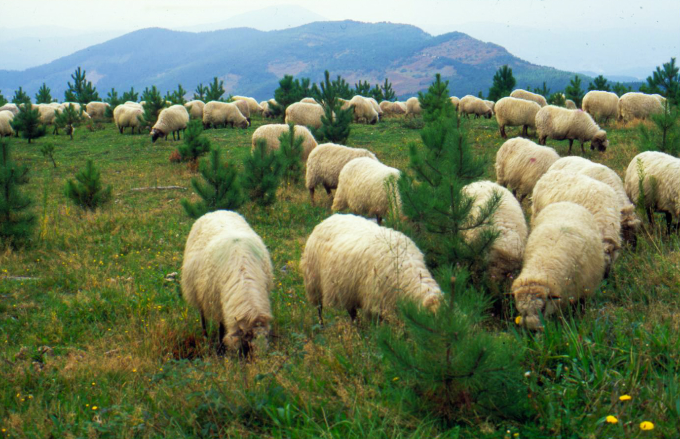 Flock of sheep grazing in Mount Oiz (Bizkaia), 2002. José Ignacio García Muñoz