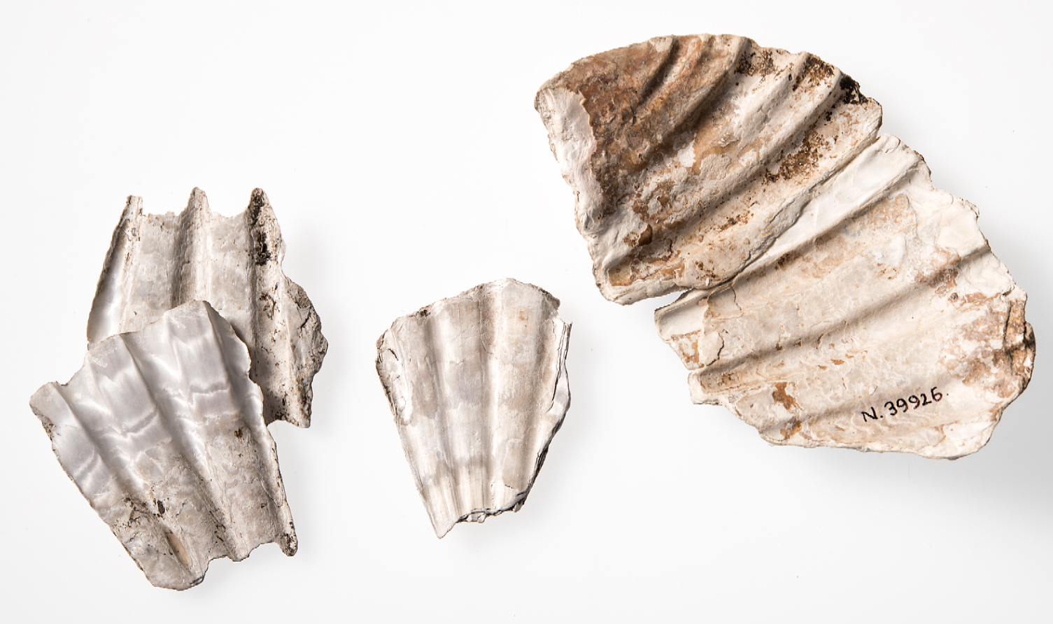 Fragments of the three oldest datable Santiago pilgrim shells found in Scandinavia. Courtesy of Åge Hojem, University Museum, Norwegian University of Science and Technology, Trondheim