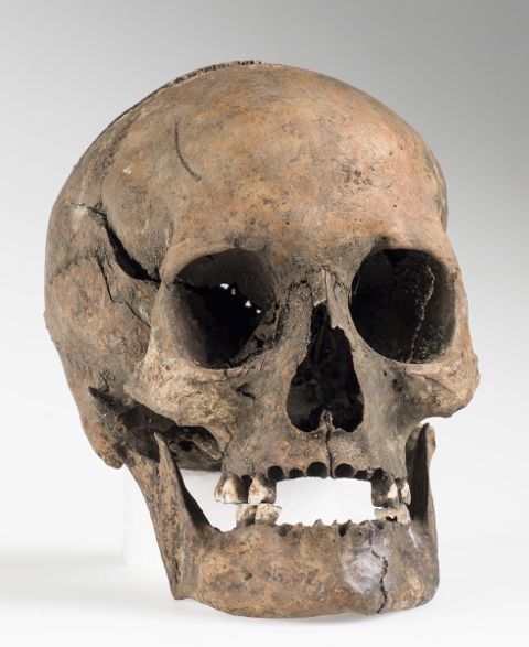 Cráneo de SK152, cuyo linaje materno es probable que proceda del centro o sur de Europa, posiblemente España. Mediados del siglo XII. Cortesía de Åge Hojem, Museo Universitario, Universidad Noruega de Ciencia y Tecnología, Trondheim