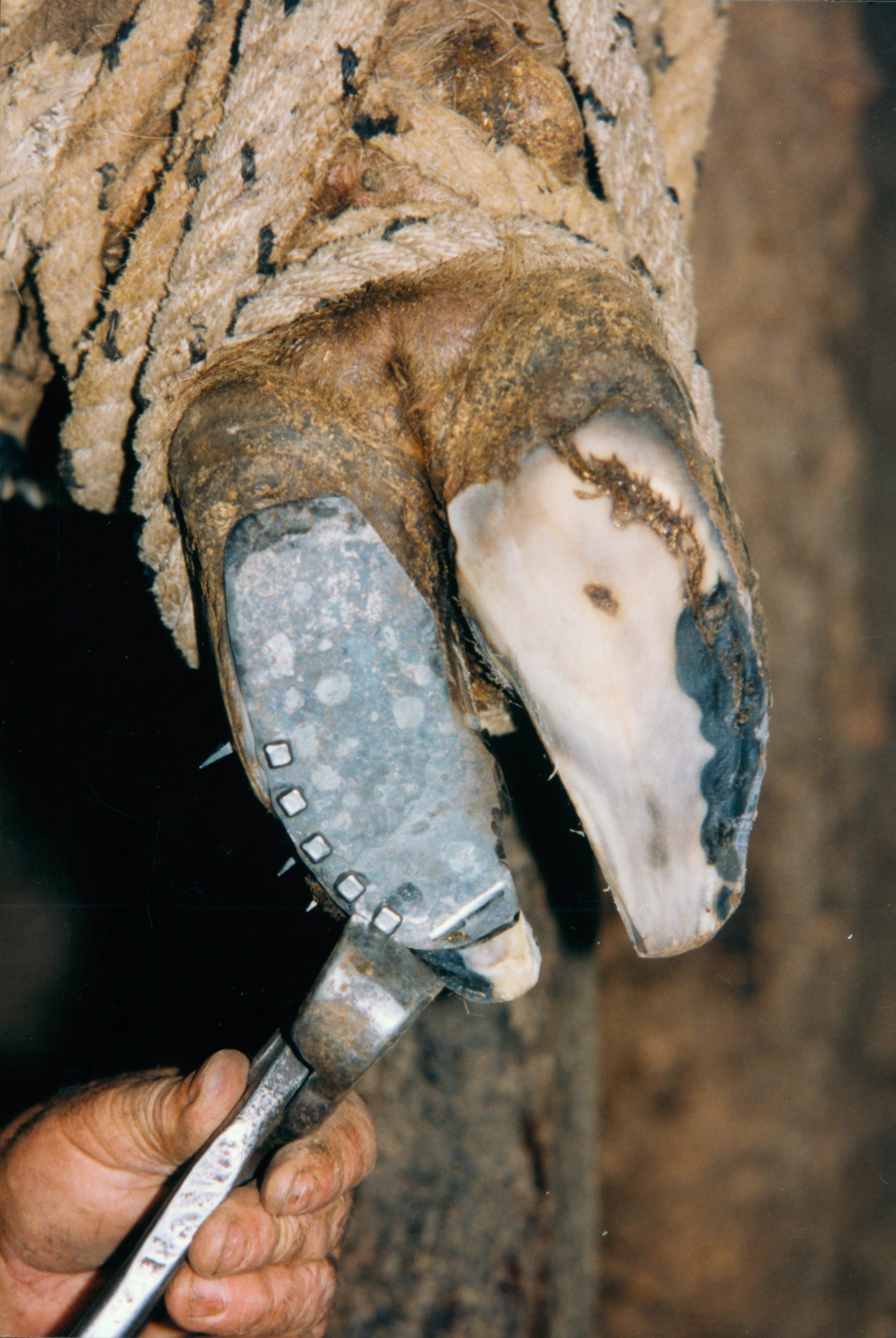 Fitting of the shoe on the hoof by nailing. Maruri-Jatabe (Bizkaia), 1999