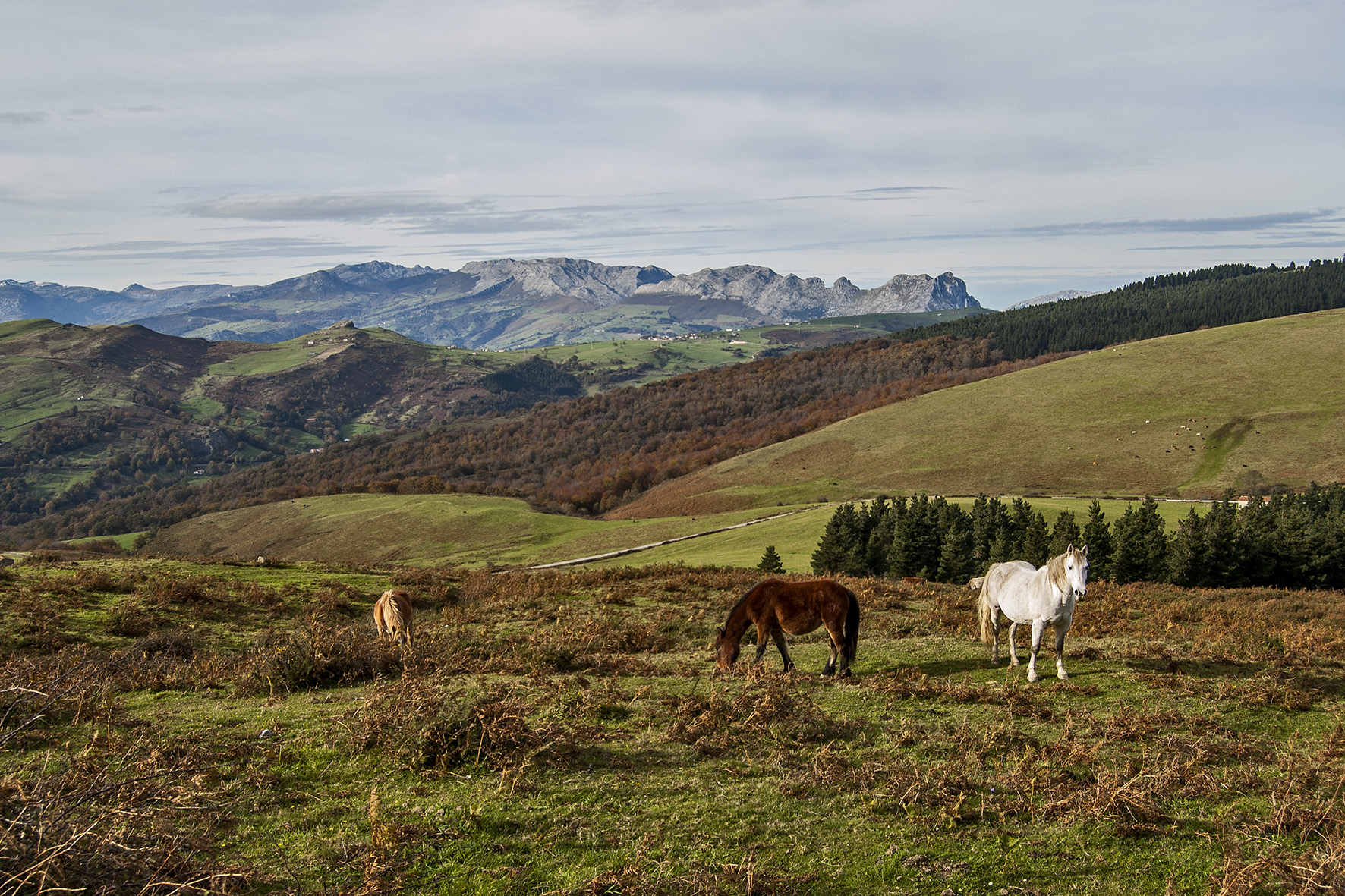 Panoramic view of common pastures in La Calera del Prado. Valley of Carranza (Bizkaia), 2008. Miguel Sabino Díaz