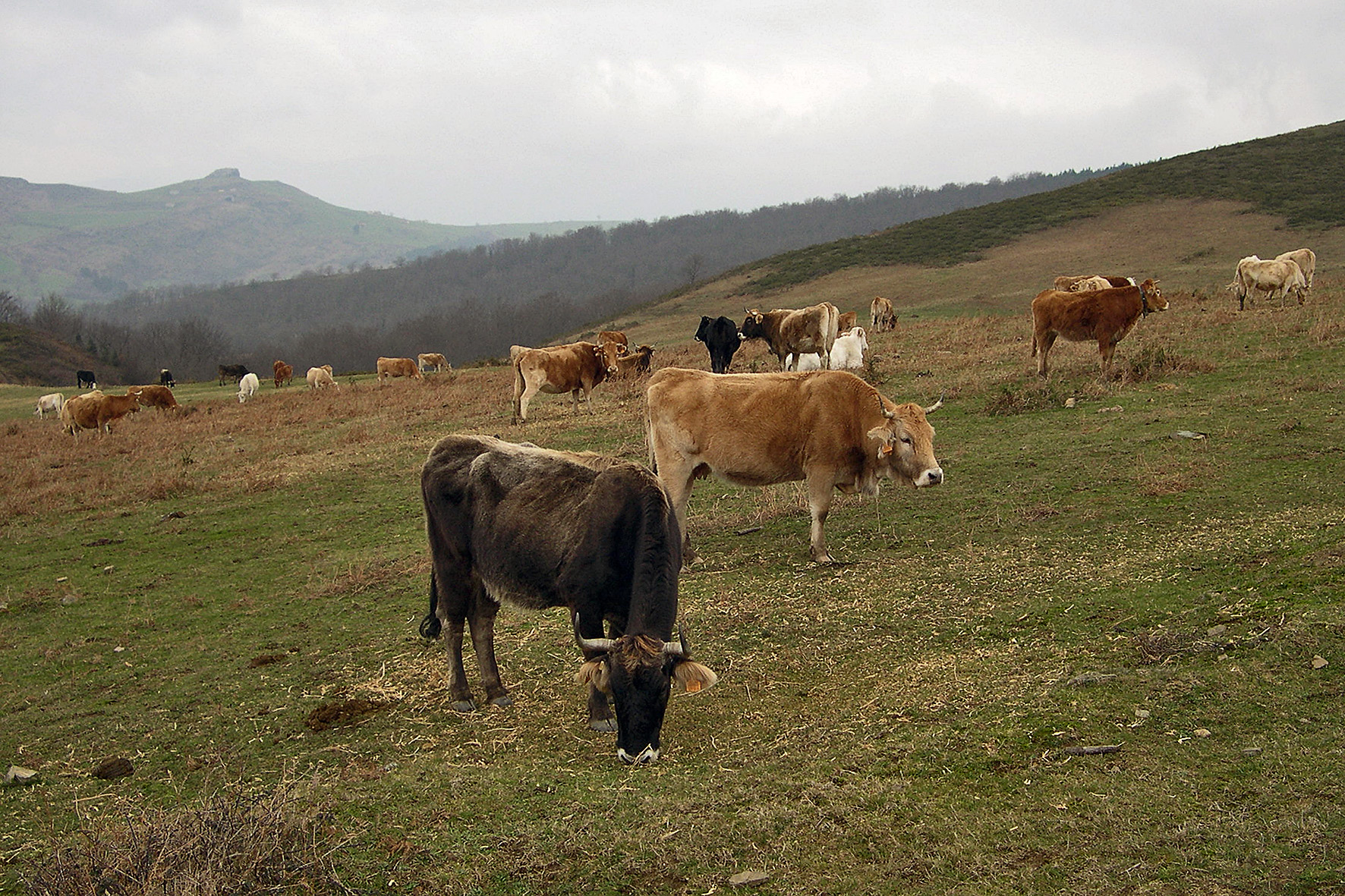 Cattle grazing on common lands in La Calera del Prado. Valley of Carranza (Bizkaia), 2006. Miguel Sabino Díaz