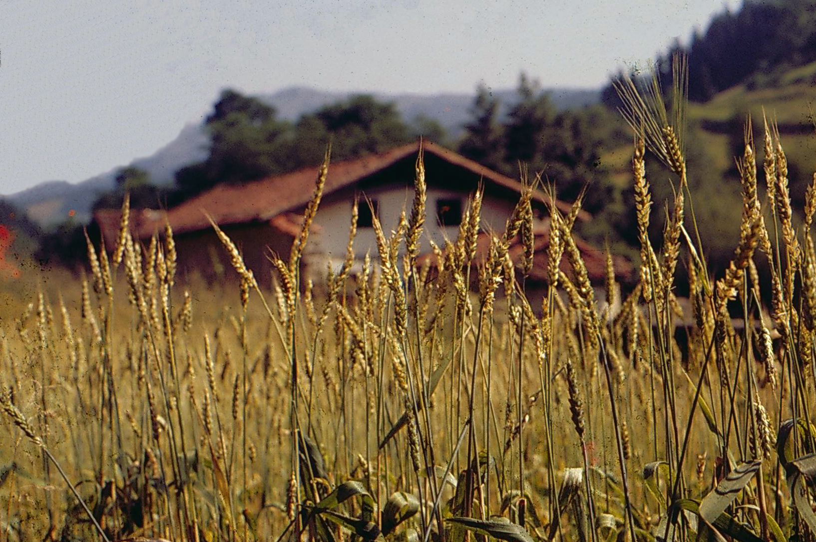Wheat field in Zeanuri (Bizkaia), 1981. Ander Manterola