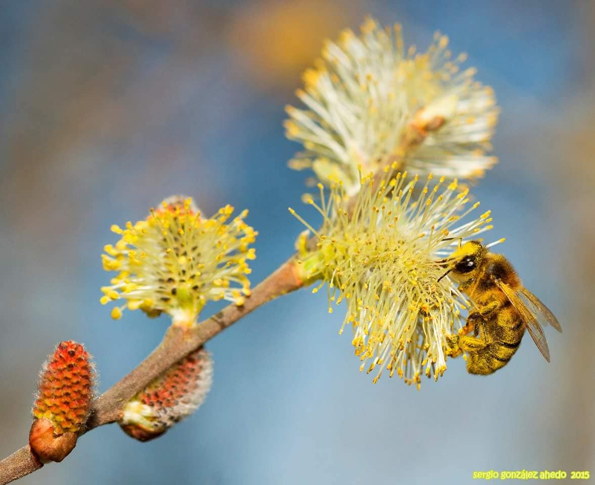 Bee on willow catkin. Sergio González Ahedo
