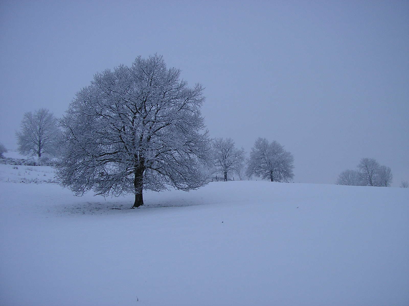 Snow-covered oak trees. Luis Manuel Peña
