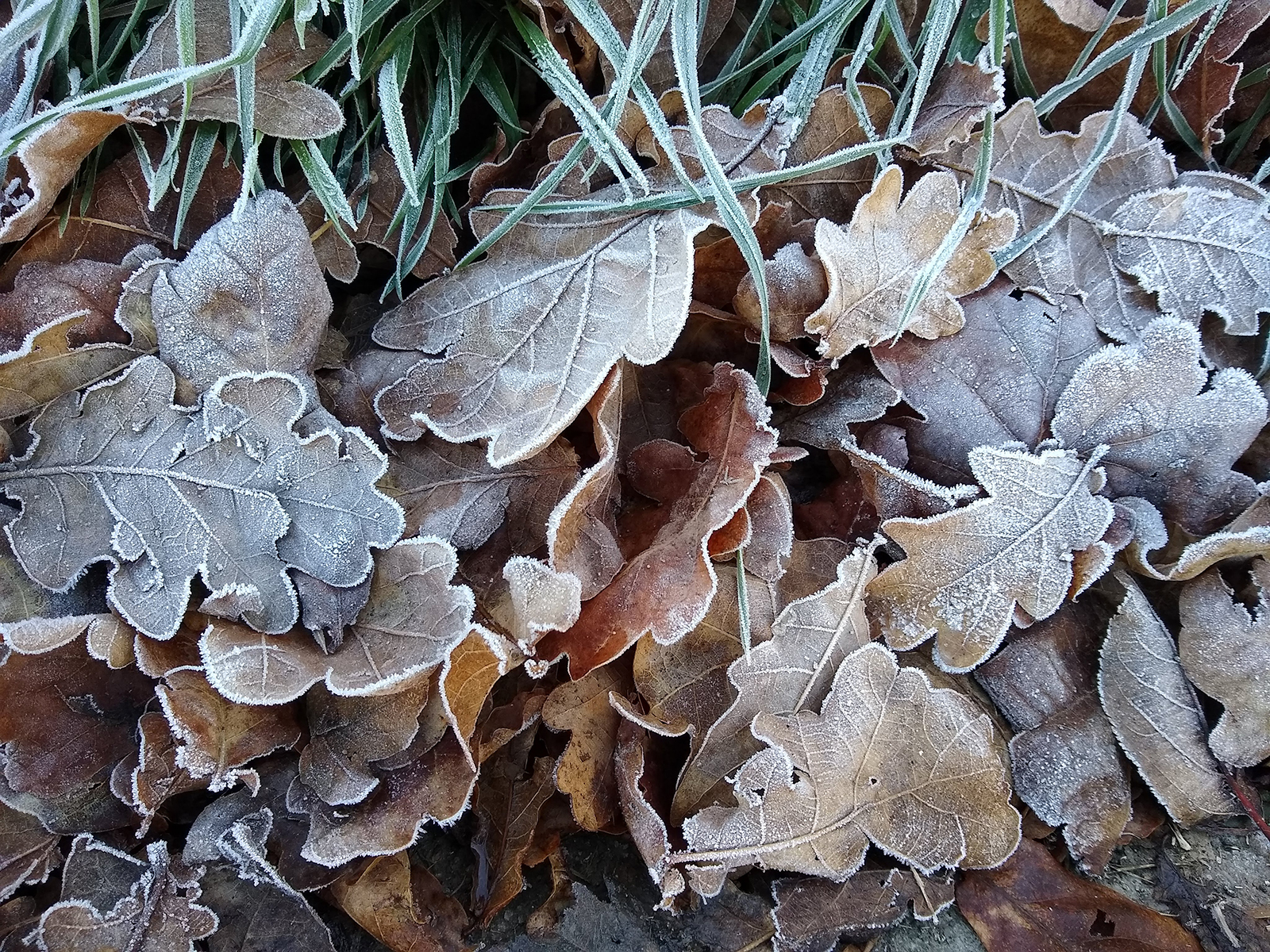 Frosted oak leaves. Akaitze Kamiruaga