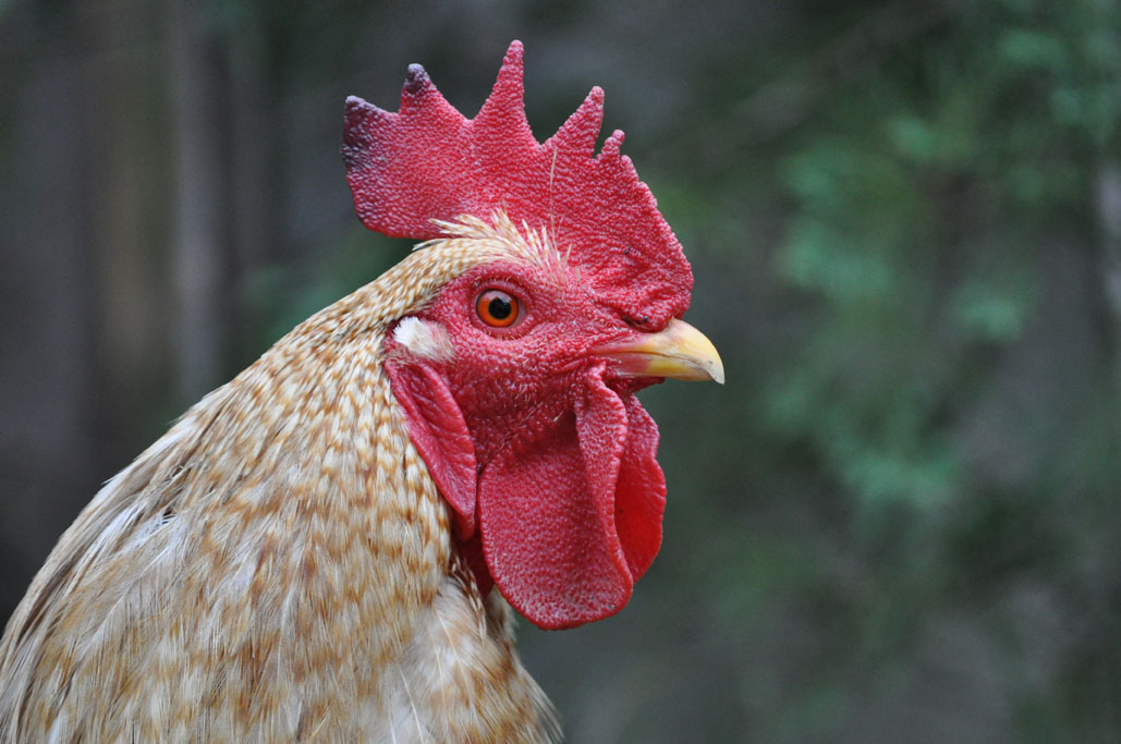 Farm rooster. Jairo Castillo