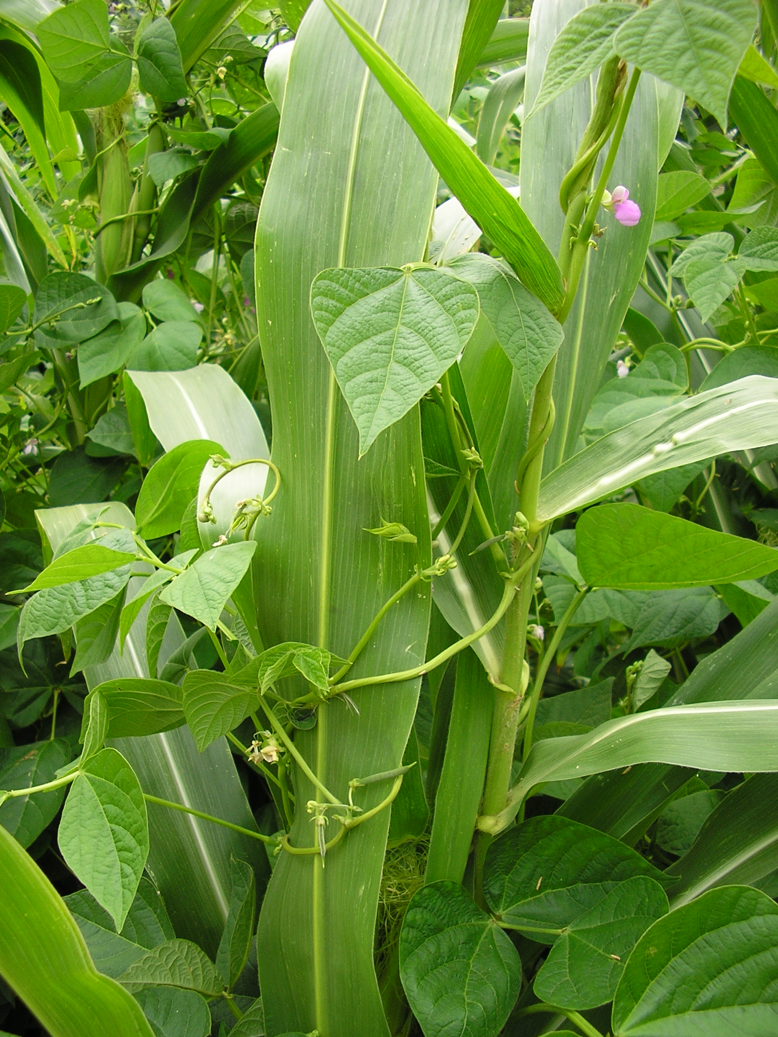 Cultivo mixto de maíz y alubia. Luis Manuel Peña