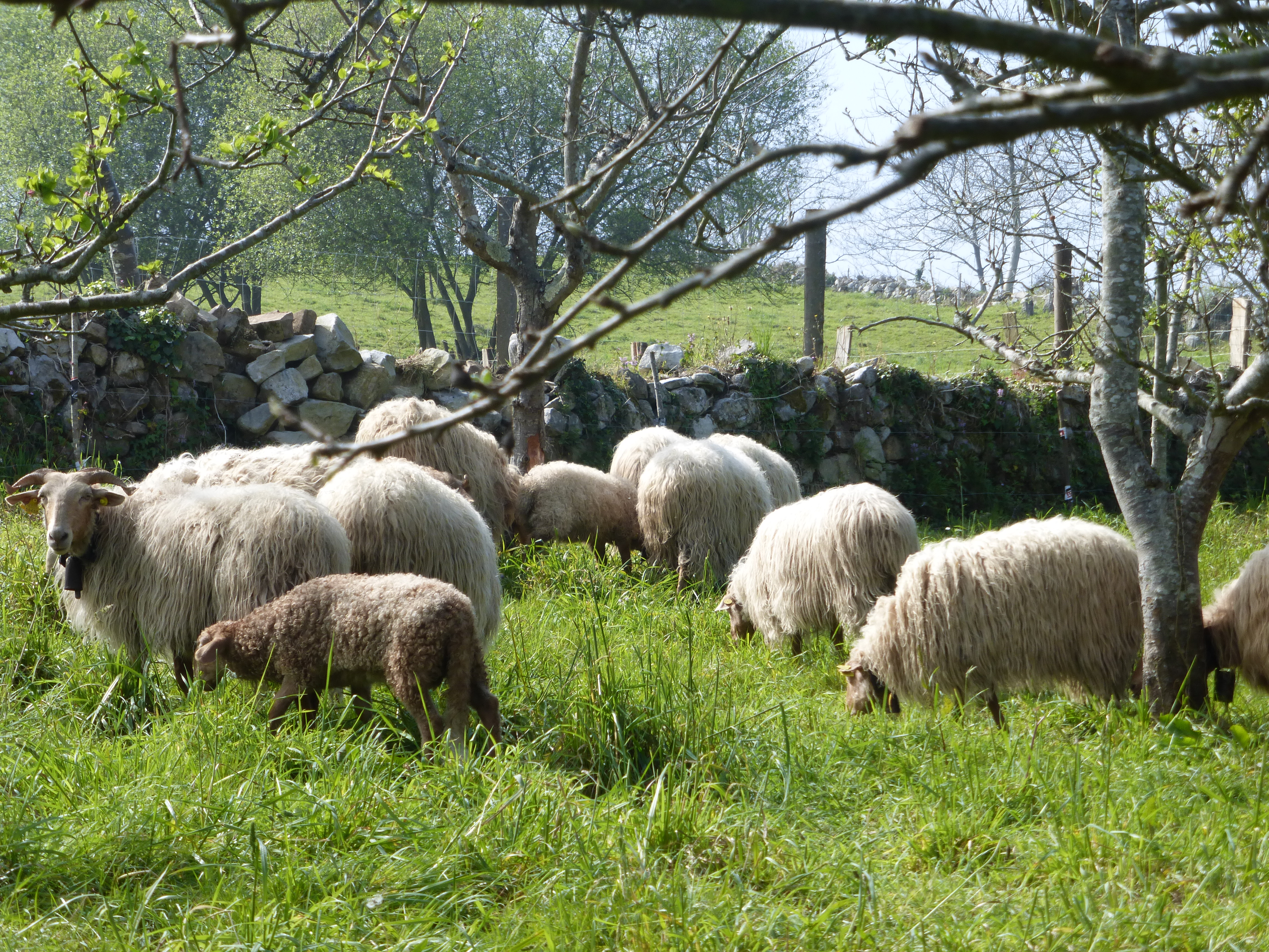 Pequeño rebaño de ovejas y corderas-Akaitze Kamiruaga