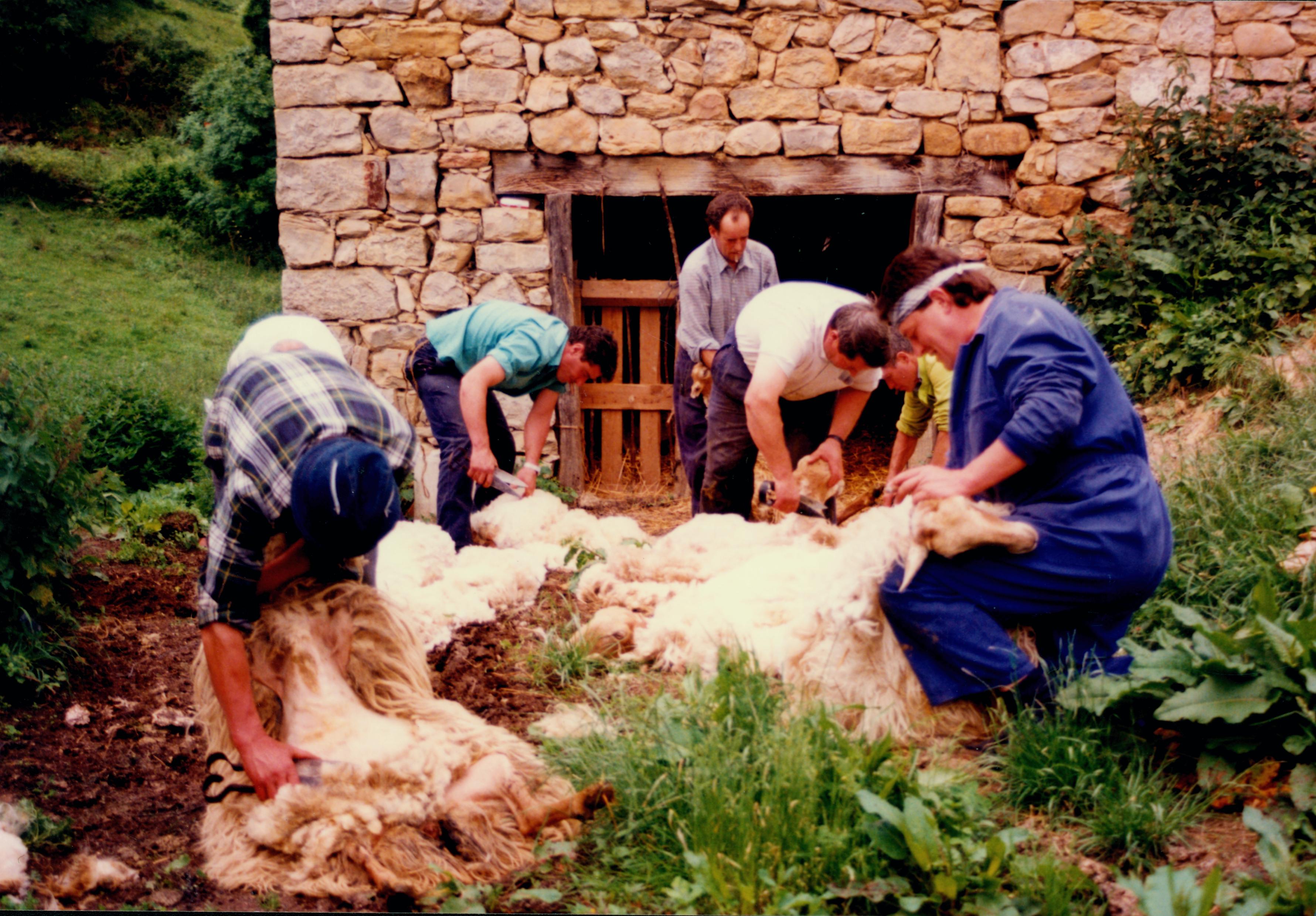 Sheep shearing. Carranza (Bizkaia), 1998. Miguel Sabino Díaz